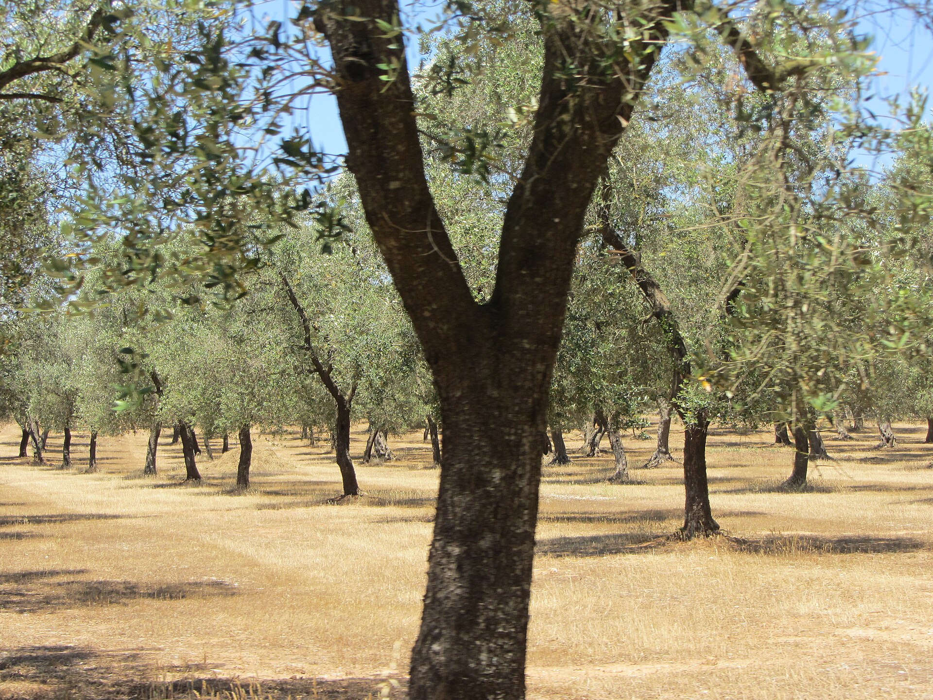 Old olive trees in a sunlit Salento olive grove